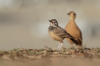 Skrivan dudkovity - Alaemon alaudipes - Greater Hoopoe-Lark o0251